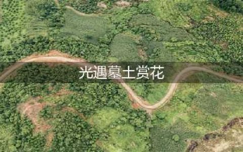 光遇墓土赏花位置在哪里 墓土赏花具体位置介绍