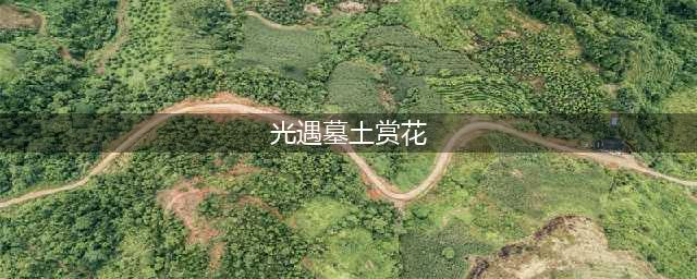 光遇墓土赏花位置在哪里 墓土赏花具体位置介绍