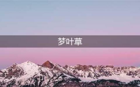 《魔兽世界》怀旧服梦叶草怎么样 梦叶草详细介绍