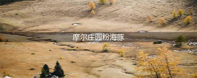 《摩尔庄园》粉色海豚在哪钓？ 粉色海豚如何获取