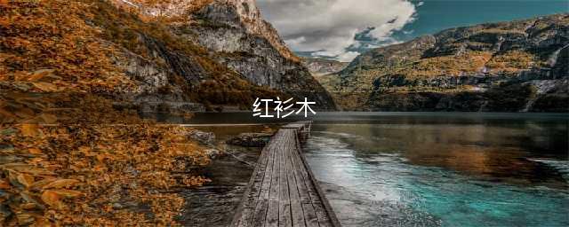 迷你世界怎么采集红衫木 迷你世界采集红衫木技巧(红衫木)
