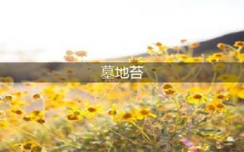 《魔兽世界怀旧服》墓地苔在哪里 坐标位置分布(墓地苔)