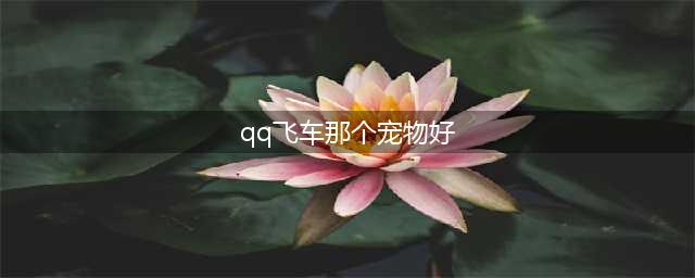 qq飞车宠物排行 有哪些比较受欢迎的