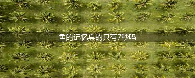 鱼的记忆只有7秒？鱼：你低估了我的记忆力和智商｜辟谣(鱼的记忆真的只有7秒吗)