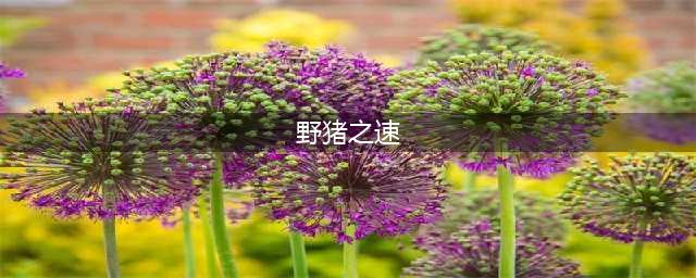 《魔兽世界怀旧服》附魔野猪之速公式在哪里打