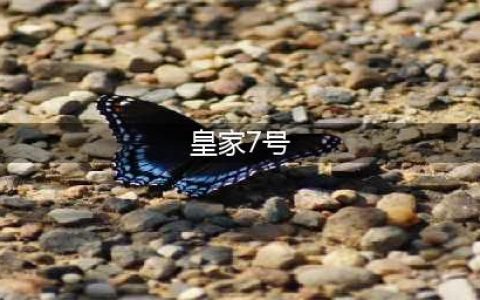 《口袋妖怪究极日月》图文攻略 一周目图文流程攻略(皇家7号)