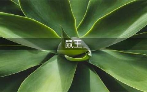 《明日方舟》鼠王叫什么 鼠王名字答案